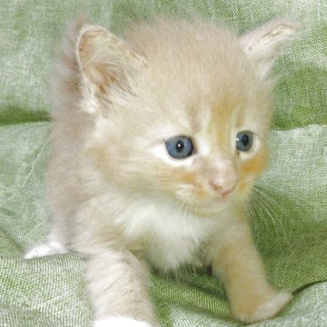メインクーン【熊本県・男の子・2025年5月29日・クリームタビーホワイト】の写真「まだまだ幼い顔立ちですが体系はいいです」