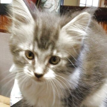 メインクーン【熊本県・女の子・2025年4月24日・ブルータビー&ホワイト】の写真「遊び上手な子猫ちゃんです」