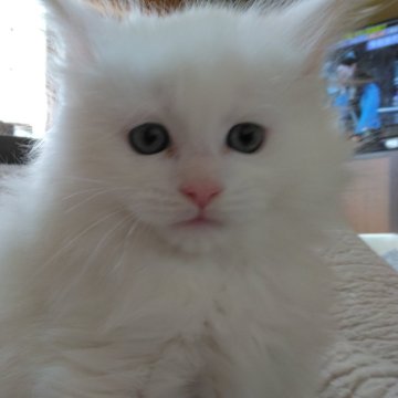 メインクーン【熊本県・男の子・2024年12月24日・ホワイト】の写真「イケメン君です」