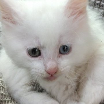 メインクーン【熊本県・男の子・2024年11月19日・ホワイト】の写真「オッドアイの男の子です」