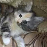 メインクーン【熊本県・女の子・2025年2月16日・ブルークリームタビー&ホワイト】の写真1