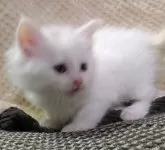 メインクーン【熊本県・女の子・2024年11月10日・ホワイト】の写真2