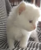 メインクーン【熊本県・男の子・2025年2月6日・クリームタビー&ホワイト】の写真2