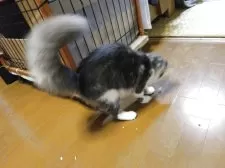 メインクーン【熊本県・女の子・2025年4月24日・ブルータビー&ホワイト】の写真7