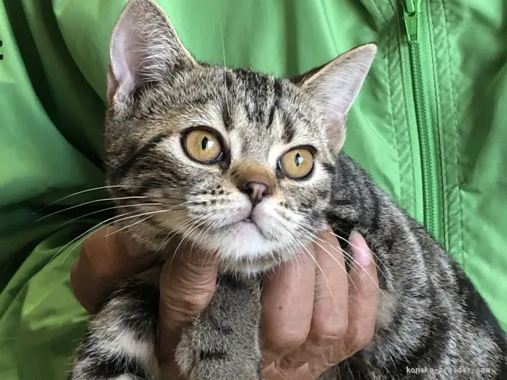 ID:1909-01656の子猫