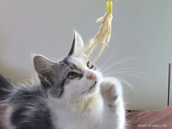 ID:2010-02099の子猫