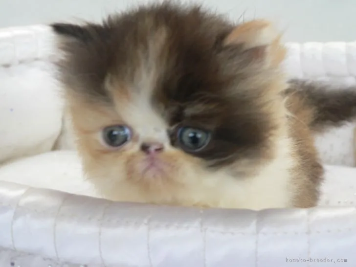 ID：1710-00860の子猫