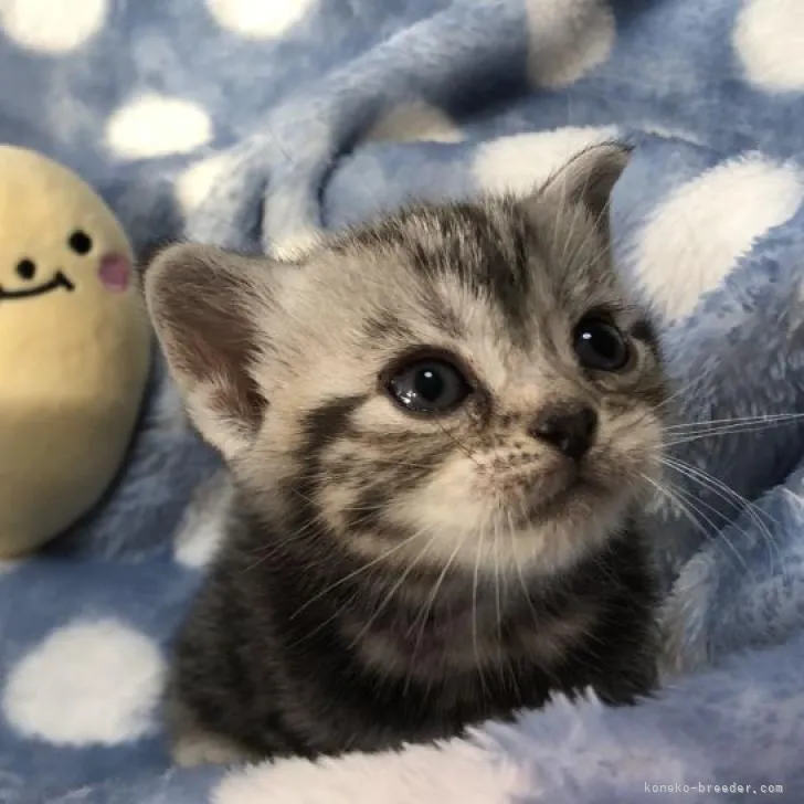 そらのあママ 様のお迎えした子猫
