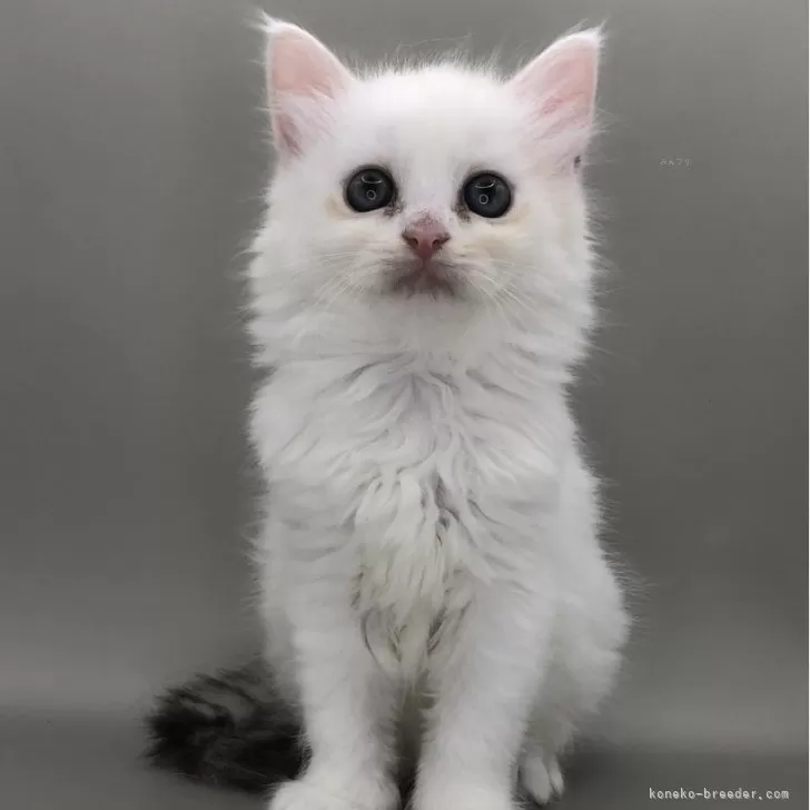 ID:2408-03061の子猫