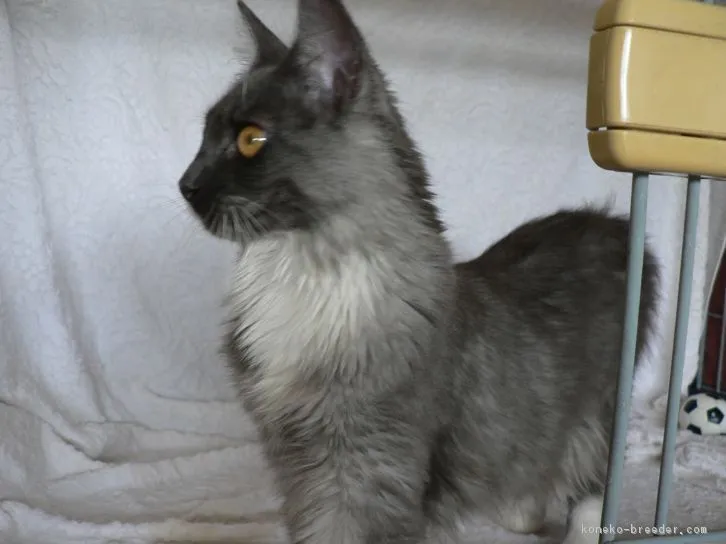 ID:1609-00863の子猫