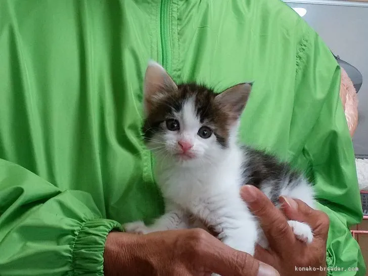 ID:1804-00239の子猫