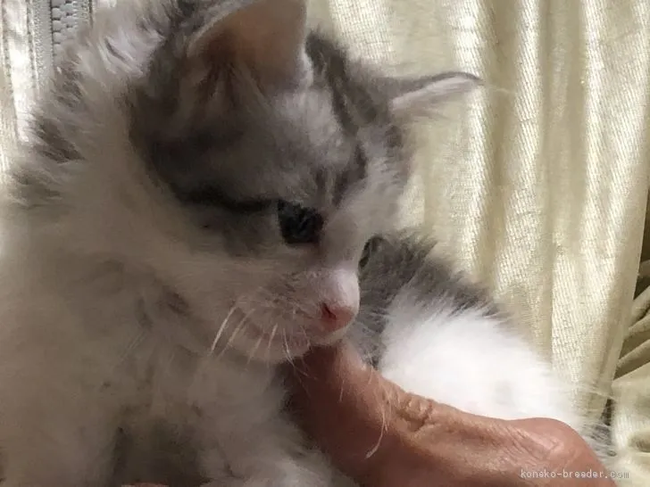 ID:2103-00745の子猫