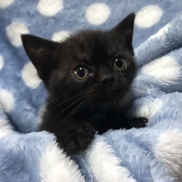 ID:2311-01118の子猫