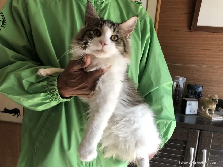 ID：1911-01810の子猫