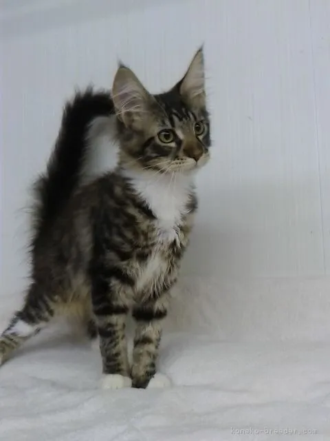 ID：1607-00215の子猫