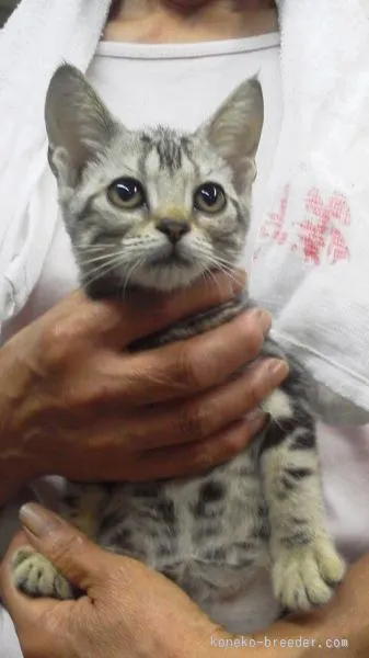 ID:1509-00603の子猫