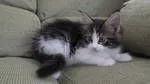 ID：1606-00604の子猫