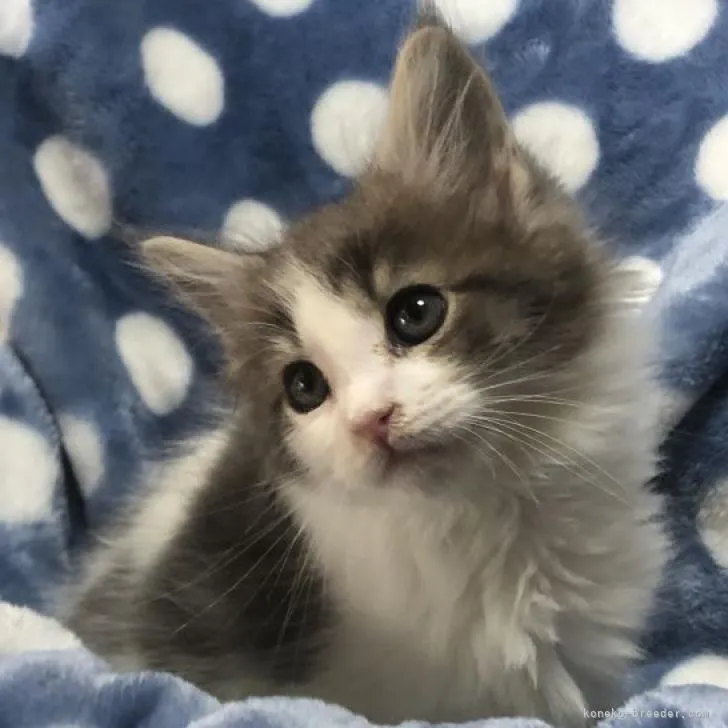 ID：2301-00703の子猫