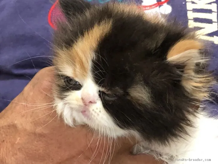 ID：2009-00496の子猫