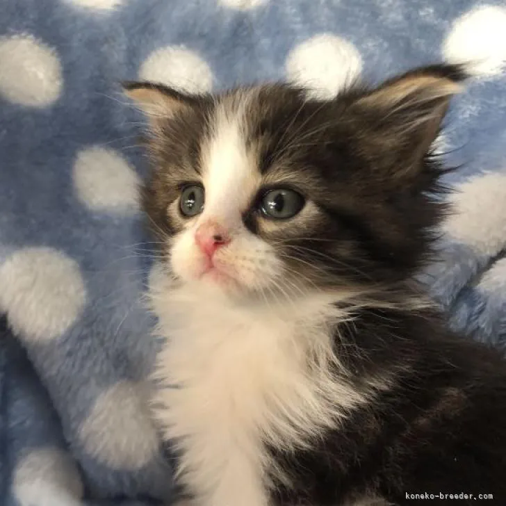 ID:2301-00951の子猫
