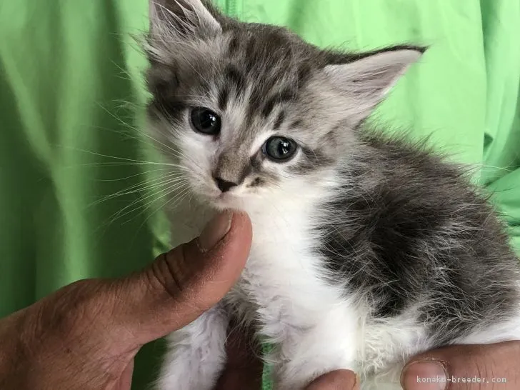 ID：1902-00065の子猫
