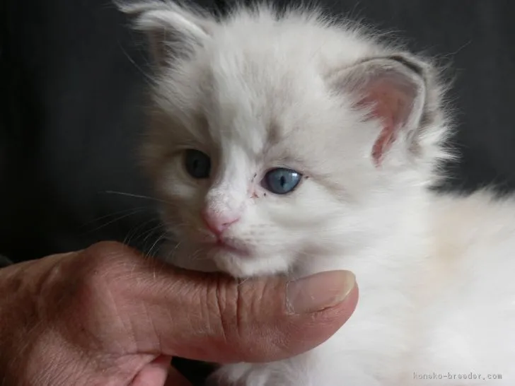 ID：1801-00956の子猫