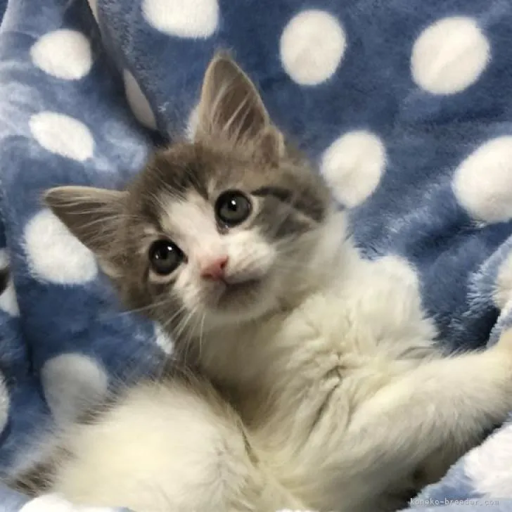 ID:2212-01316の子猫