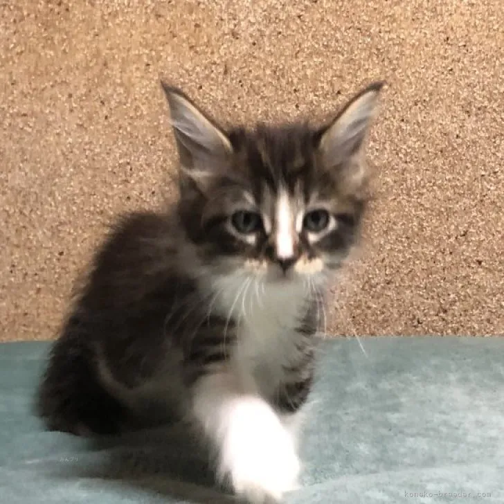 ID:2311-02601の子猫