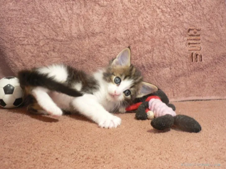 ID:1706-00425の子猫