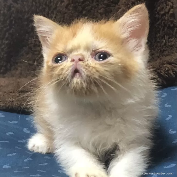 ID：2406-00766の子猫