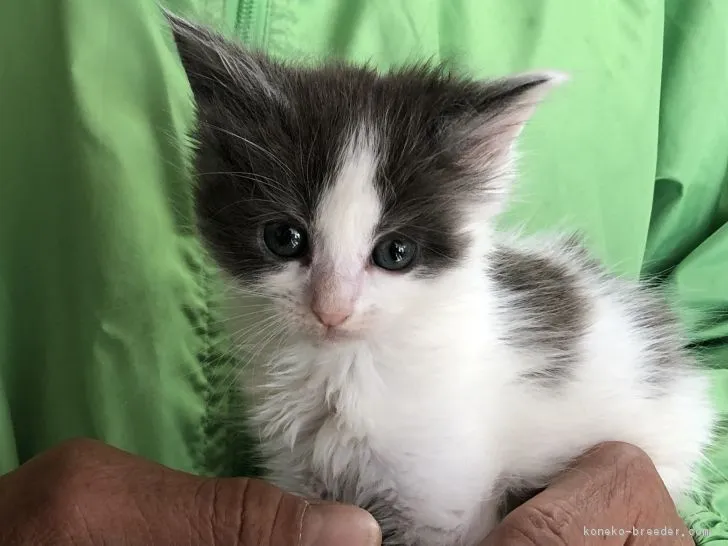 ID:1902-00062の子猫