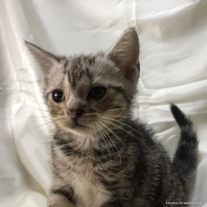 ID:2308-03280の子猫