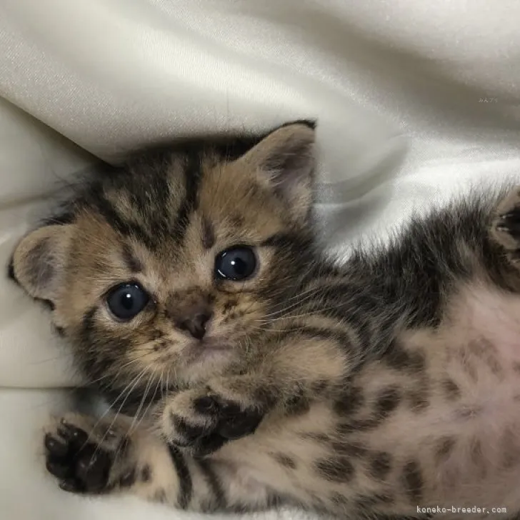 ID:2310-00476の子猫