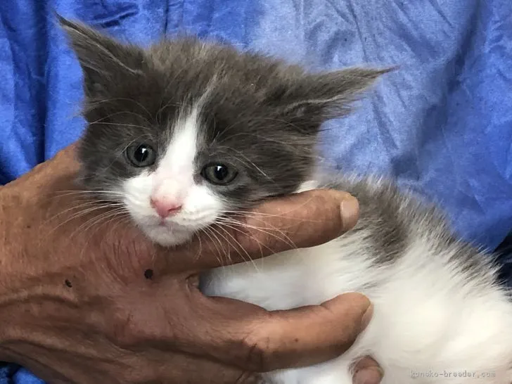 ID：2003-01810の子猫