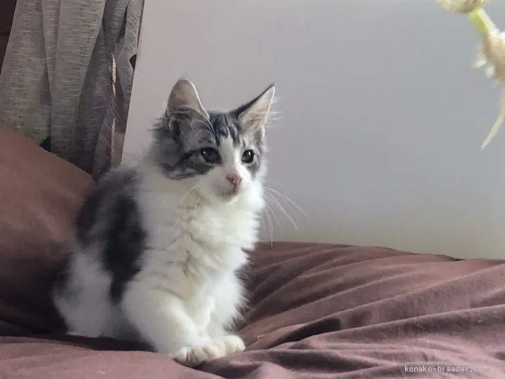 ID:2010-02100の子猫