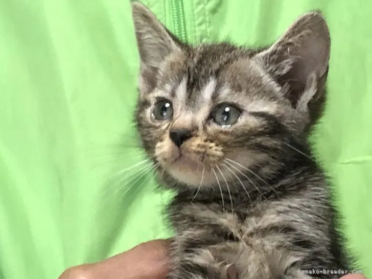 ID:2106-01728の子猫