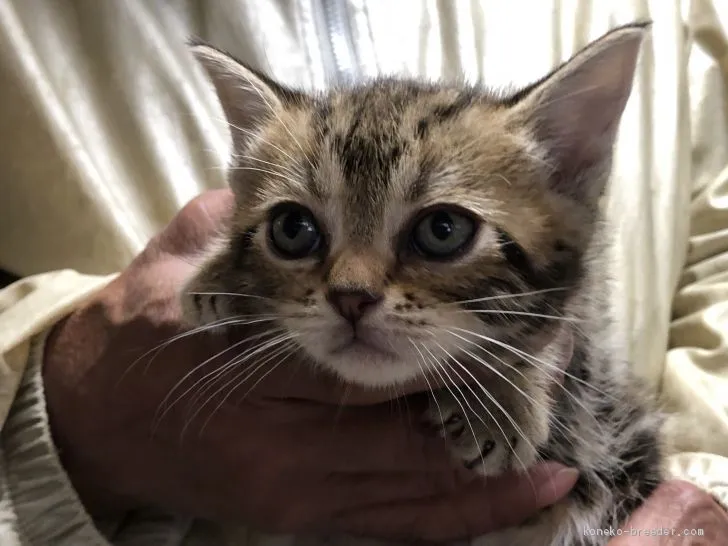 ID:2103-00295の子猫