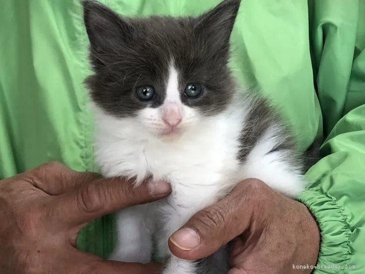 ID：1902-00061の子猫