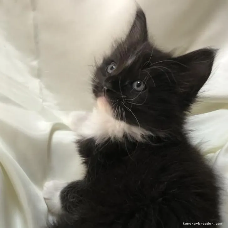 ID：2210-02944の子猫