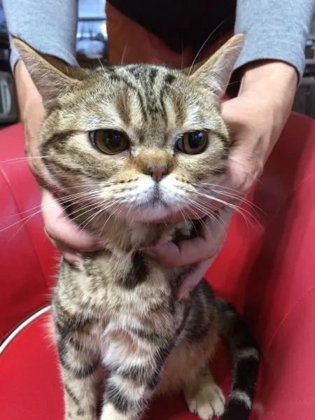 ID:1407-00080の子猫