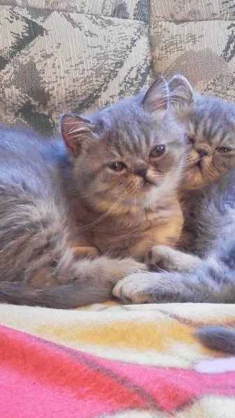 ID:1404-00319の子猫