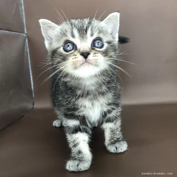 ID：2409-01209の子猫