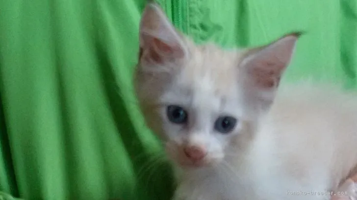 ID:1808-00933の子猫