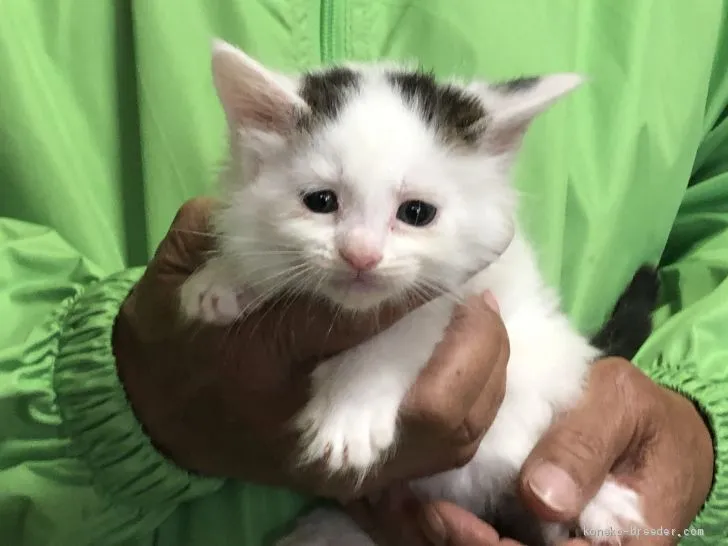 ID：2004-00673の子猫