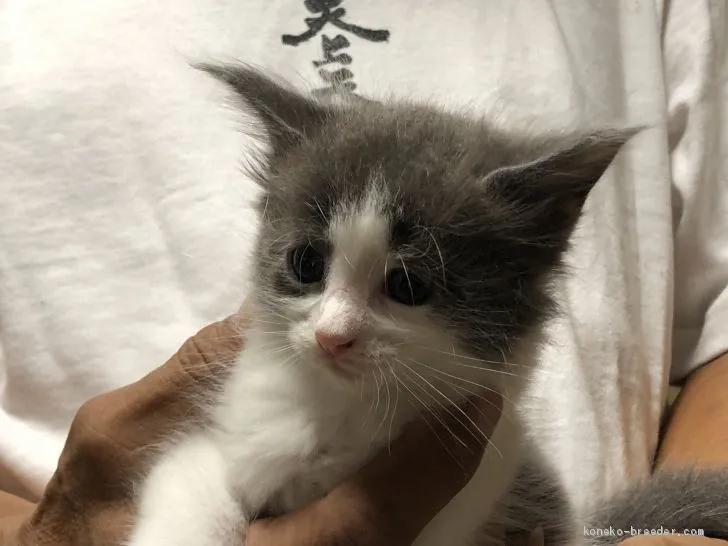 ID：2009-02019の子猫
