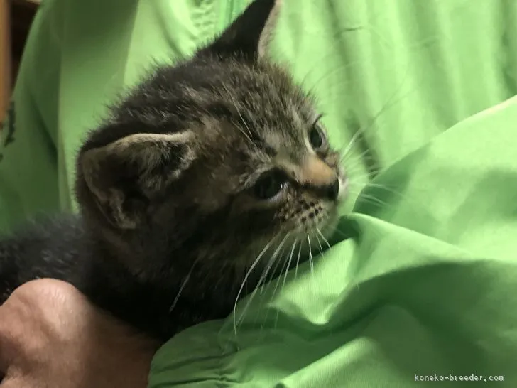 ID：1812-01030の子猫