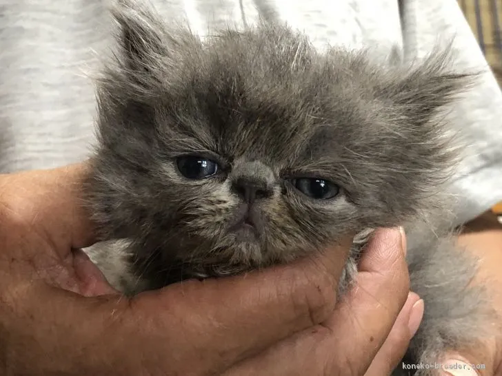 ID：2007-00509の子猫