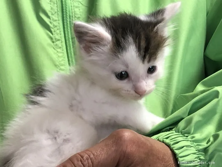 ID：2004-00679の子猫