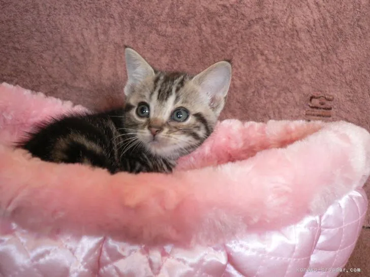 ID：1704-00825の子猫