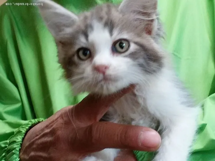 ID：1801-00955の子猫